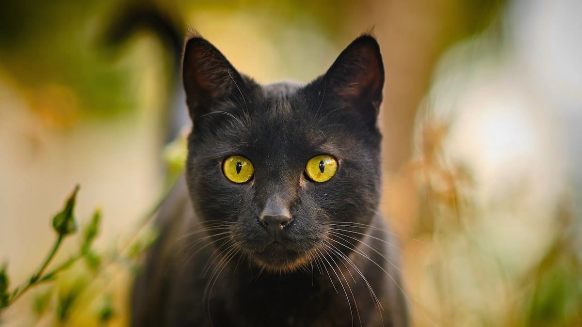 Les chats peuvent-ils voir la mort ? La réponse d'un médium