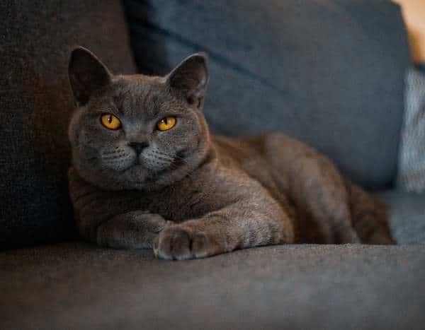 Ces sont les races de chats les plus calmes et les plus détendues de toutes