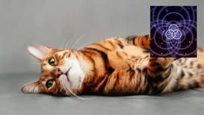 Les chats sont des animaux mystiques qui ne cessent de nous surprendre de jour en jour.
