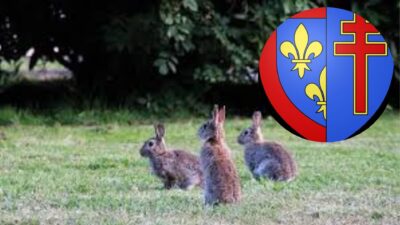 Des milliers de lapins se sont dispersés dans la nature ce lundi, dans le département du Maine-et-Loire.