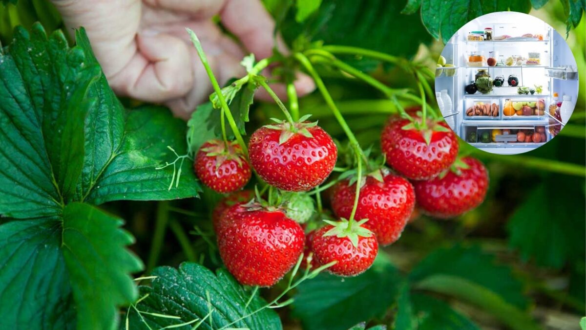 Le frigo n'est pas forcément l'option idéale pour conserver vos fraises.
